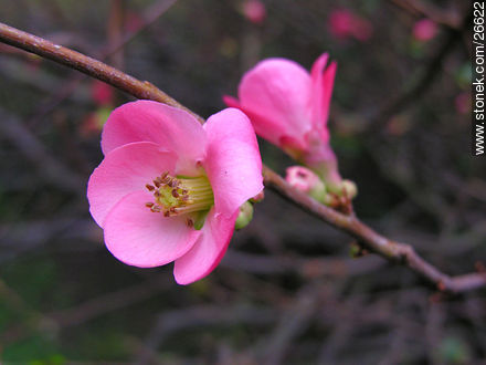 Garden quince tree - Flora - MORE IMAGES. Photo #26622