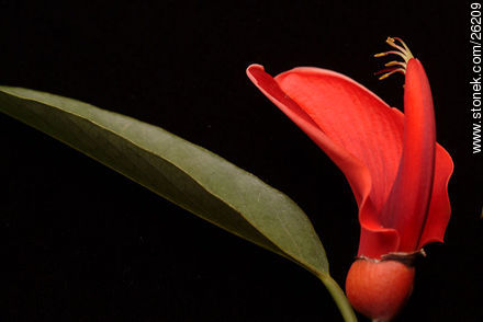 Flor de ceibo - Flora - IMÁGENES VARIAS. Foto No. 26209