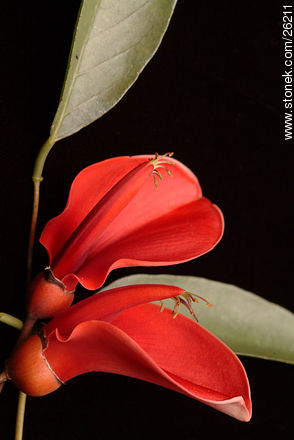 Flor de ceibo - Flora - IMÁGENES VARIAS. Foto No. 26211