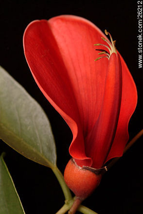 Flor de ceibo - Flora - IMÁGENES VARIAS. Foto No. 26212