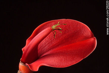 Flor de ceibo - Flora - IMÁGENES VARIAS. Foto No. 26220