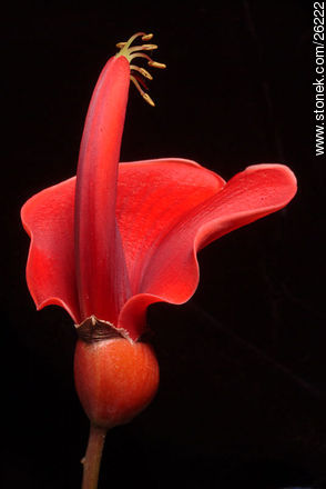 Flor de ceibo - Flora - IMÁGENES VARIAS. Foto No. 26222