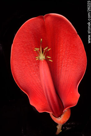 Flor de ceibo - Flora - IMÁGENES VARIAS. Foto No. 26223