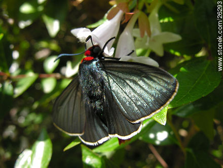 Black butterfly - Fauna - MORE IMAGES. Photo #26293