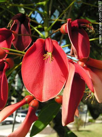 Ceibo en flor - Flora - IMÁGENES VARIAS. Foto No. 26307