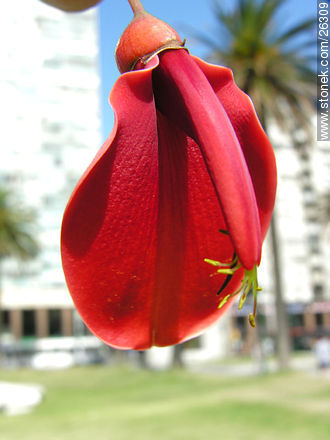 Ceibo - Flora - MORE IMAGES. Photo #26309
