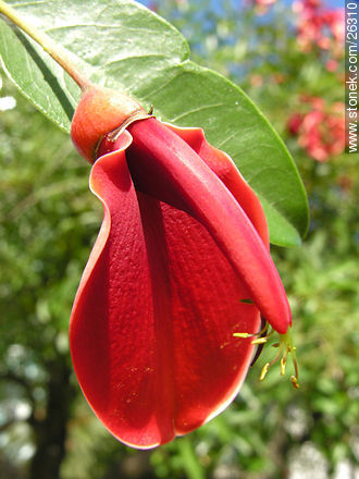 Ceibo en flor - Flora - IMÁGENES VARIAS. Foto No. 26310