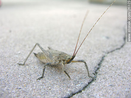 Grasshopper - Fauna - MORE IMAGES. Photo #26323
