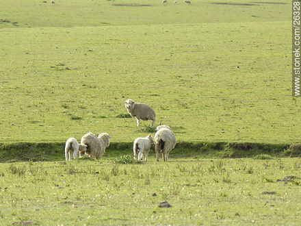Rebaño de ovejas -  - URUGUAY. Foto No. 26328