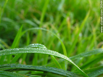 Dew - Flora - MORE IMAGES. Photo #26344