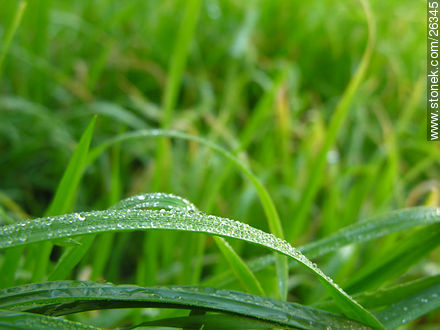 Dew - Flora - MORE IMAGES. Photo #26345