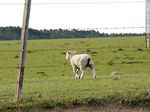 Oveja tras el alambrado - Foto #26327