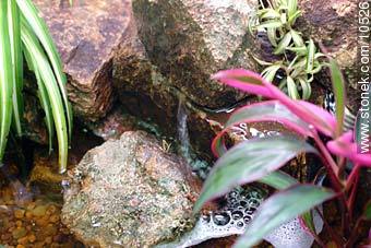  -  - IMÁGENES VARIAS. Foto No. 10526