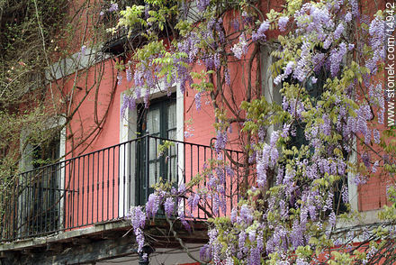 Glicinas y balcón al comienzo de la primavera - Departamento de Montevideo - URUGUAY. Foto No. 14942