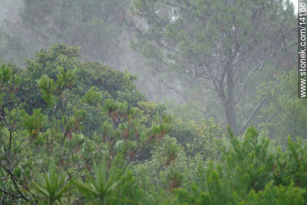 Lluvia en el bosque - Departamento de Maldonado - URUGUAY. Foto No. 14166