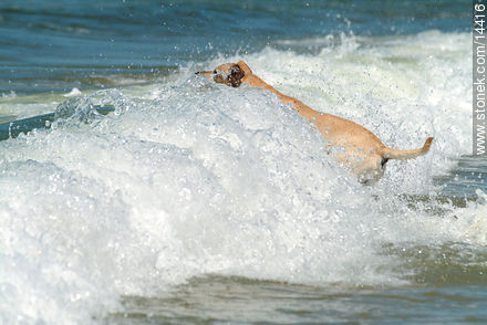 Salto hacia las olas. Labrador retriever. - Fauna - IMÁGENES VARIAS. Foto No. 14416