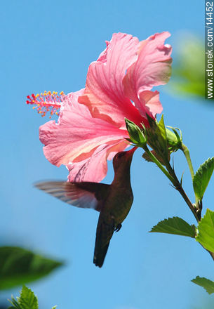 Colibrí en flor de ibisco - Fauna - IMÁGENES VARIAS. Foto No. 14452