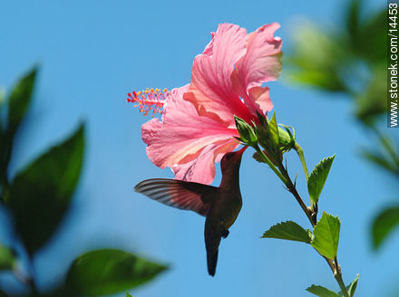 Colibrí en flor de ibisco - Departamento de Maldonado - URUGUAY. Foto No. 14453