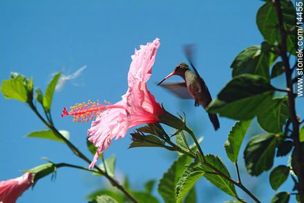 Colibrí en flor de hibisco - Flora - IMÁGENES VARIAS. Foto No. 14455