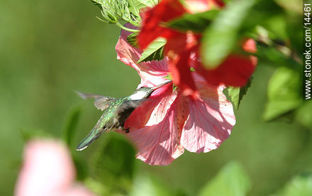 Colibrí en flor de ibisco - Fauna - IMÁGENES VARIAS. Foto No. 14461