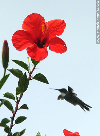 Colibrí al acecho - Flora - IMÁGENES VARIAS. Foto No. 14524