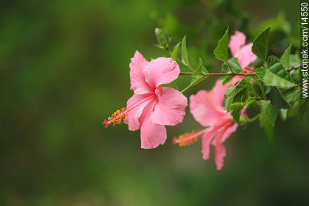 Hibisco rosado - Flora - IMÁGENES VARIAS. Foto No. 14550