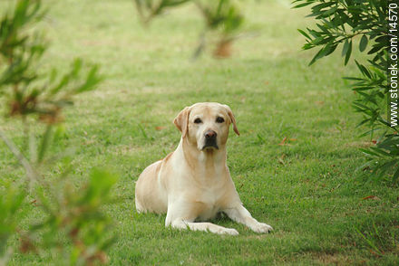 Perro labrador retriever amarillo - Fauna - IMÁGENES VARIAS. Foto No. 14570