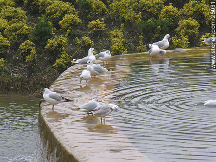 Gaviotines  - París - FRANCIA. Foto No. 25081
