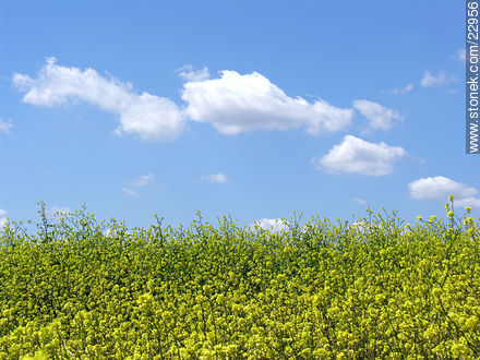  - Departamento de Montevideo - URUGUAY. Foto No. 22956