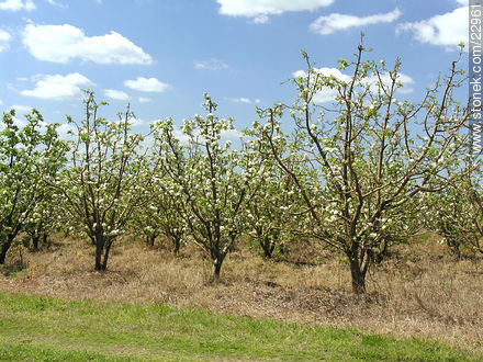Manzanos en flor - Flora - IMÁGENES VARIAS. Foto No. 22961