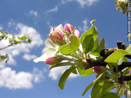Flor del manzano - Flora - IMÁGENES VARIAS. Foto No. 22967