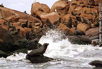 In the Isla de Lobos. (Seal Island) - Punta del Este and its near resorts - URUGUAY. Foto No. 2211