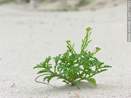 Yuyos de la arena - Departamento de Maldonado - URUGUAY. Foto No. 21605