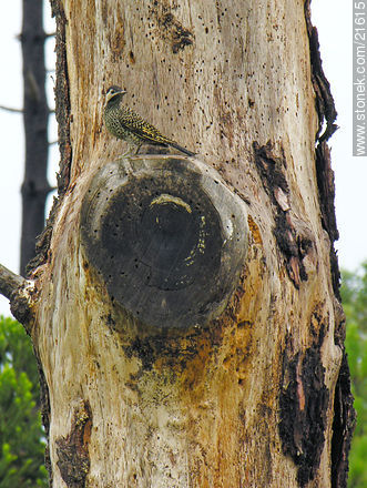 Pájaro carpintero mimetizado - Departamento de Maldonado - URUGUAY. Foto No. 21615