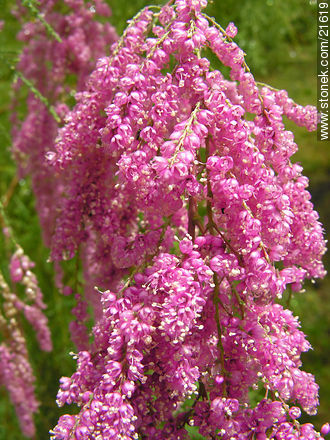  - Departamento de Maldonado - URUGUAY. Foto No. 21619