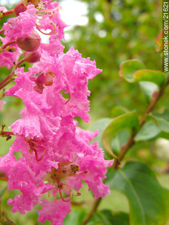  - Departamento de Maldonado - URUGUAY. Foto No. 21621