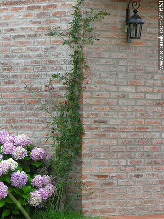 Hortensias - Departamento de Maldonado - URUGUAY. Foto No. 21653