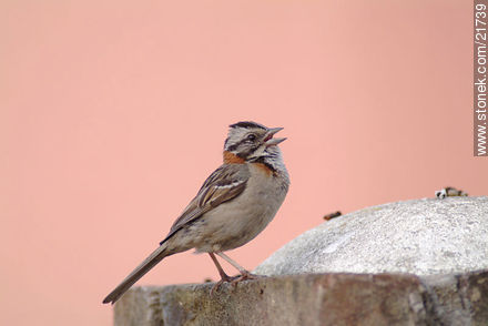 Rufous-collared Sparrow - Fauna - MORE IMAGES. Photo #21739