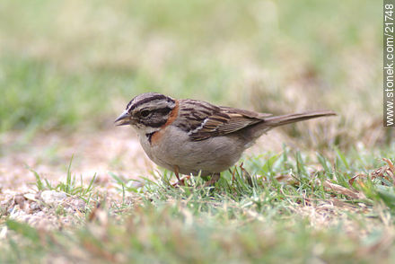 Rufous-collared Sparrow - Fauna - MORE IMAGES. Photo #21748