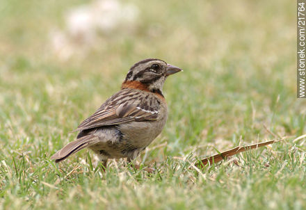 Rufous-collared Sparrow - Fauna - MORE IMAGES. Photo #21764