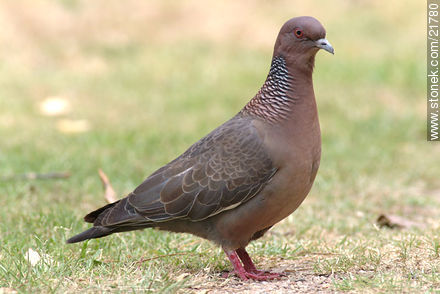 Picazuro Pigeon - Fauna - MORE IMAGES. Photo #21780