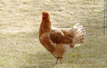 Chicken - Fauna - MORE IMAGES. Photo #21794