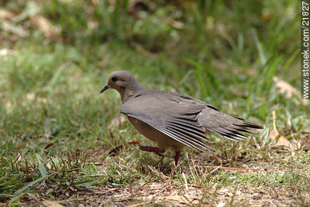 Eared Dove - Fauna - MORE IMAGES. Photo #21827