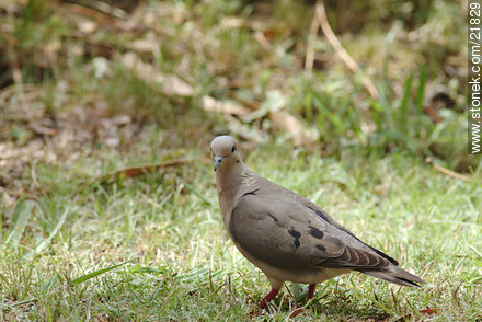 Eared Dove - Fauna - MORE IMAGES. Photo #21829