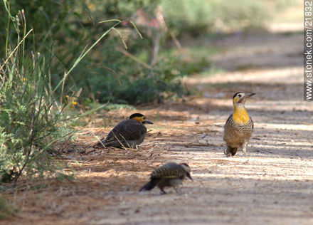 Pájaros carpinteros - Fauna - IMÁGENES VARIAS. Foto No. 21832