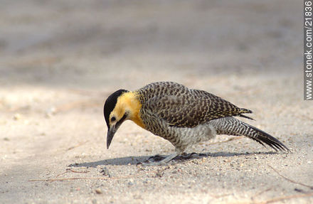Pájaro carpintero - Fauna - IMÁGENES VARIAS. Foto No. 21836
