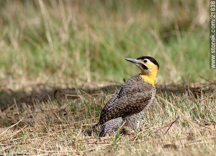 Pájaro carpintero - Fauna - IMÁGENES VARIAS. Foto No. 21838