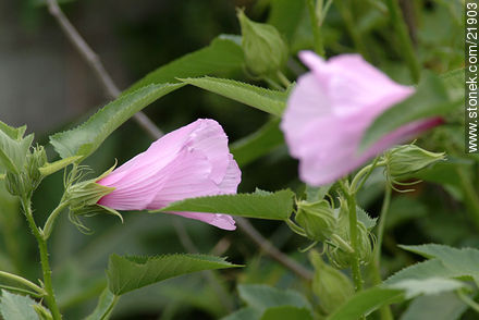  - Departamento de Maldonado - URUGUAY. Foto No. 21903