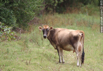 Vaca lechera jersey - Fauna - IMÁGENES VARIAS. Foto No. 21905