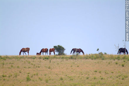 Horses - Department of Maldonado - URUGUAY. Photo #21922